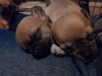 Close-up of puppy sleeping