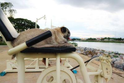 View of dog on bicycle against sky