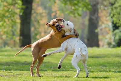 Dogs playing on grassy field at park