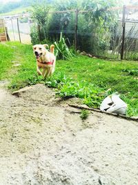 Dog relaxing on grass