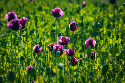 Close-up of purple crocus flowers on field