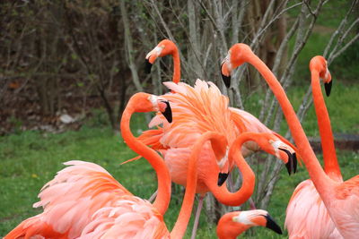 Close-up of orange flamingo outdoors