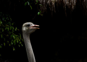 Close-up of ostrich against blurred background