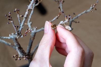 Close-up of hand holding plant