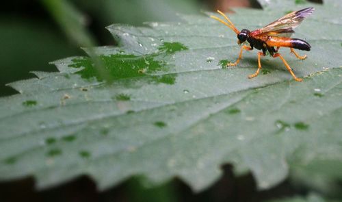 Close-up of insect