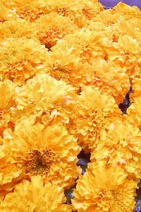 Close-up of yellow flowering plant