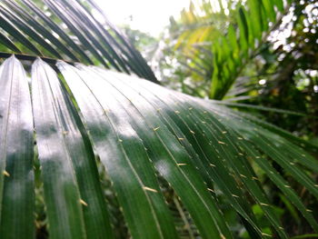 Close-up of palm tree leaves