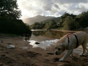 Dogs in water against sky