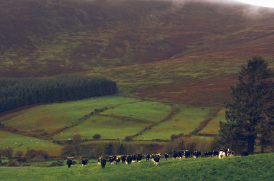 Scenic view of rural landscape