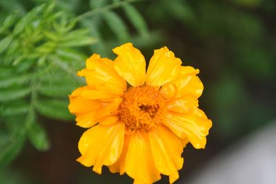 Close-up of yellow flower blooming outdoors