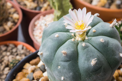 Close-up of succulent plant