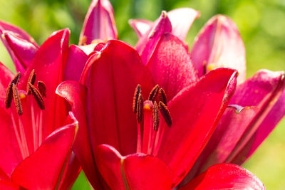 Close-up of pink red flower