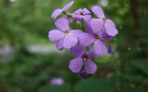 Close-up of purple flowering plant