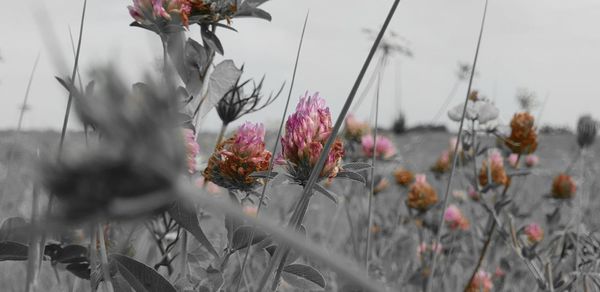 Close-up of pink flowering plants against sky