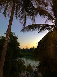 Scenic view of palm trees against sky during sunset