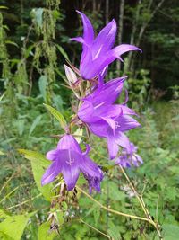 Close-up of purple flower blooming outdoors