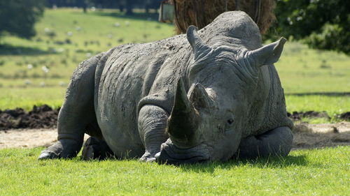 View of rhinoceros in field