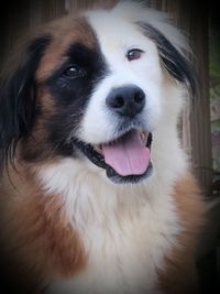 Close-up of dog looking away