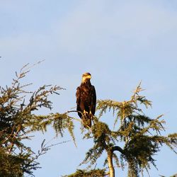Low angle view of birds perching on tree