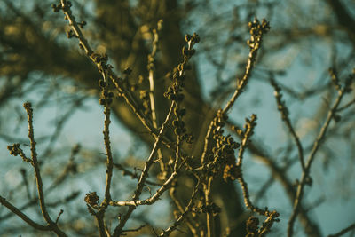 Close-up of dried plant