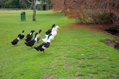 Birds on field against trees