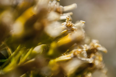 Close-up of flower