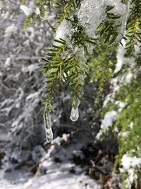 Close-up of frozen plant