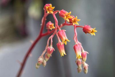 Close-up of red flowering plant