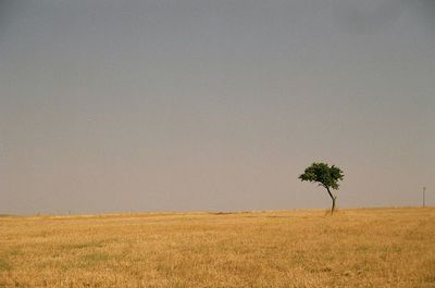 Scenic view of field against clear sky