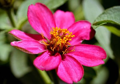 Close-up of pink flower blooming outdoors