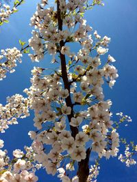 Low angle view of cherry blossoms