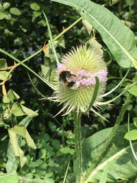 Close-up of insect on plant