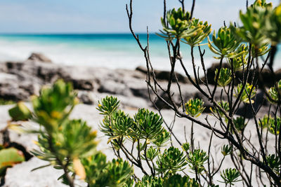 Close-up of plants growing on beach against sky