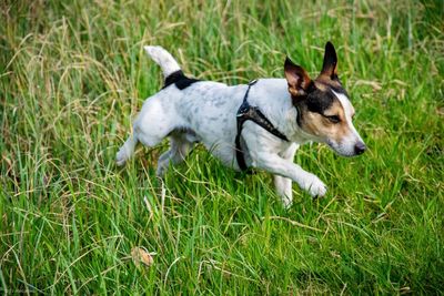 View of a dog on field