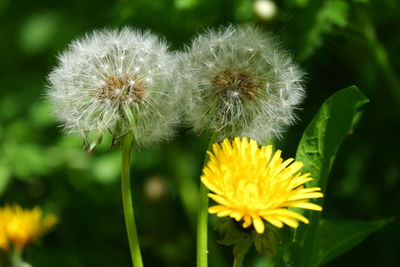 Close-up of dandelion flower