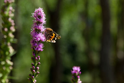 Close-up of bee on purple flower