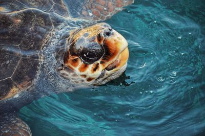 Close-up of turtle in sea