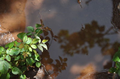 Close-up of wet leaves