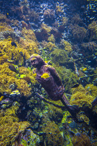 Fish swimming in tank