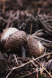 Close-up of shells on field