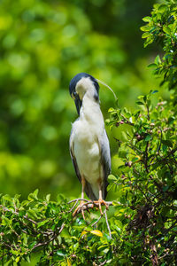 Bird perching on a tree