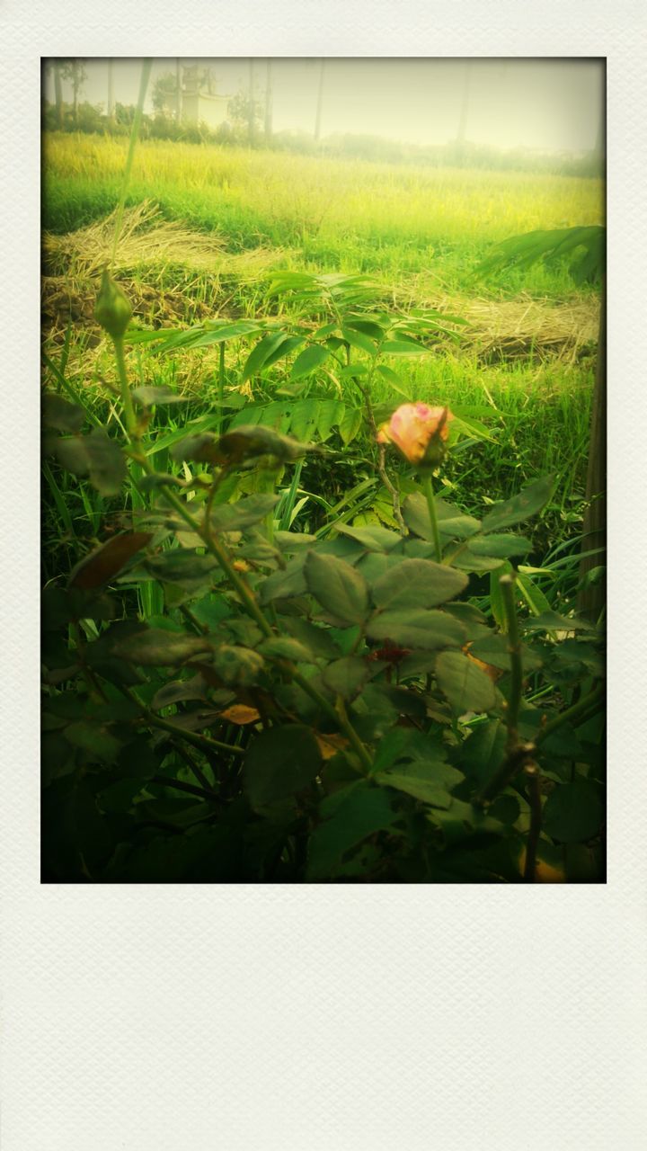 transfer print, auto post production filter, growth, green color, field, plant, grass, nature, beauty in nature, freshness, leaf, tranquility, green, fragility, close-up, day, outdoors, growing, grassy, flower