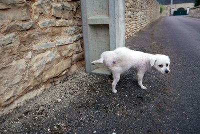 Bichon frise urinating on street