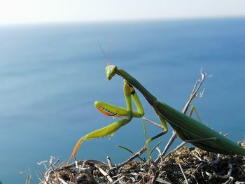 Close-up of insect on plant against sea