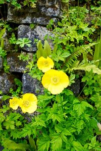 Close-up of yellow flowers
