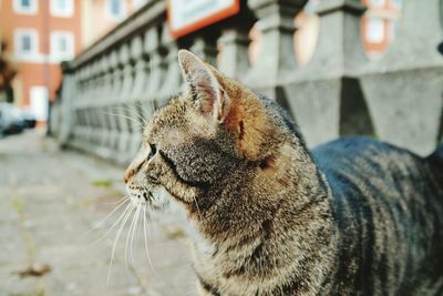Close-up of stray cat on footpath looking away