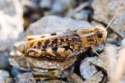 Close-up of grasshopper on rock