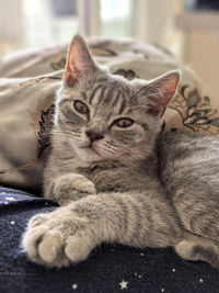 pet