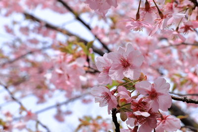 Close-up of pink cherry blossom