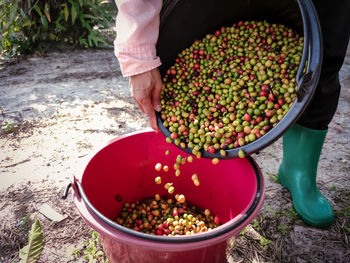 Hand holding coffee beans. high angle view of hand holding strawberries in basket